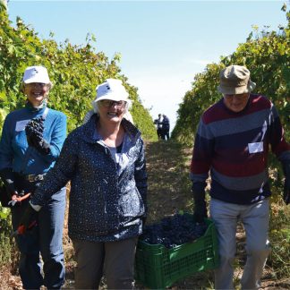 grape Harvest tourist experience wine tasting Fontefico